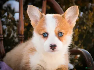 Welsh Corgi Pembroke dogs Elsa - Ad 42