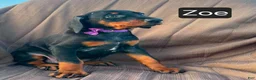 Doberman Pinscher dogs for sale: Zoe - Ad 2