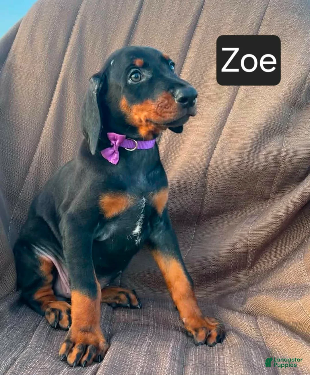 Doberman Pinscher dogs for sale: Zoe - Ad 2