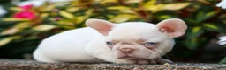 French Bulldog dogs for sale: Reba 💗 - Ad 6