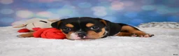 English Bulldog dogs for sale: Buddy - Ad 8