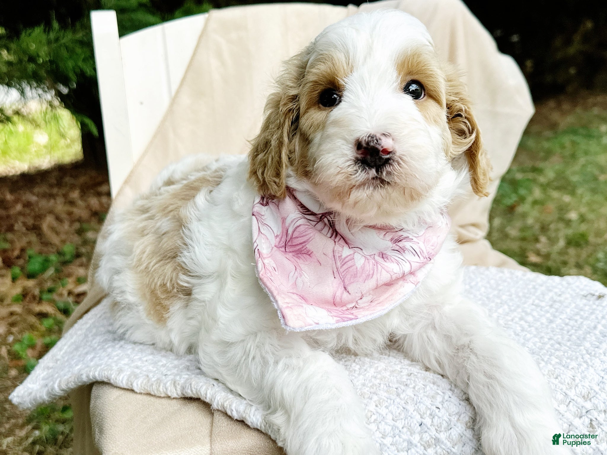 Mini Goldendoodle dogs Stella-OFA & Genetic Tested Parents-Health Warranty - Ad 1
