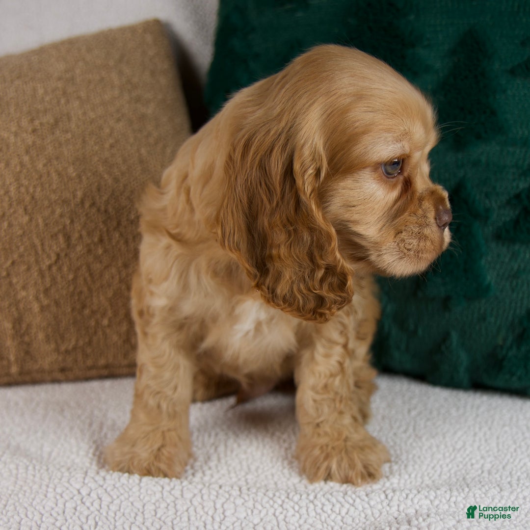 Cocker Spaniel dogs for sale: Roscoe - Ad 4
