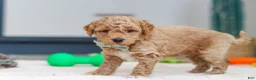 Mini Goldendoodle dogs for sale: Maverick - Ad 6