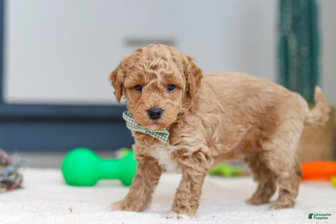 Mini Goldendoodle dogs for sale: Maverick - Ad 6