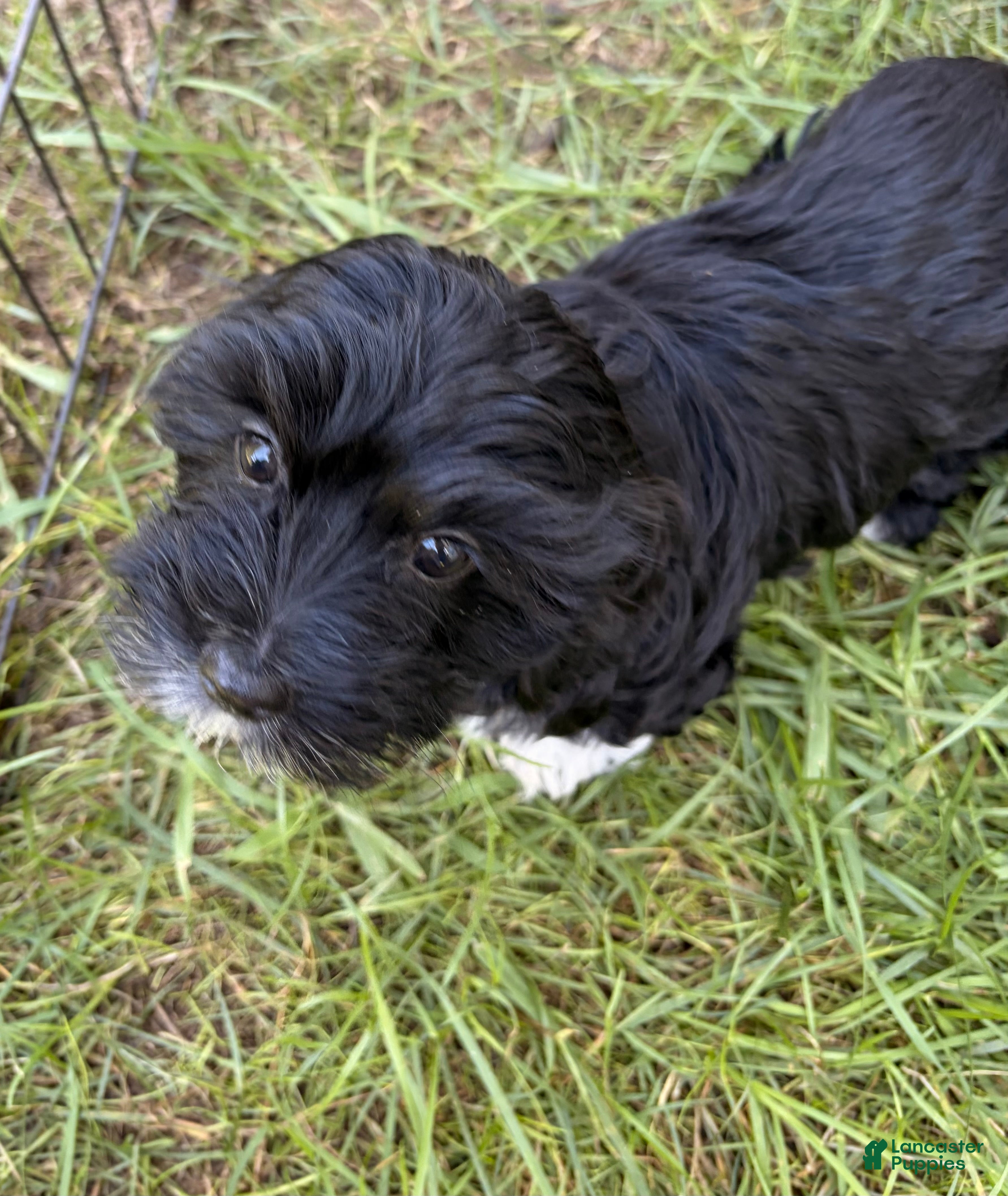 Mixed Breed dogs Mini Nellie  - Ad 16