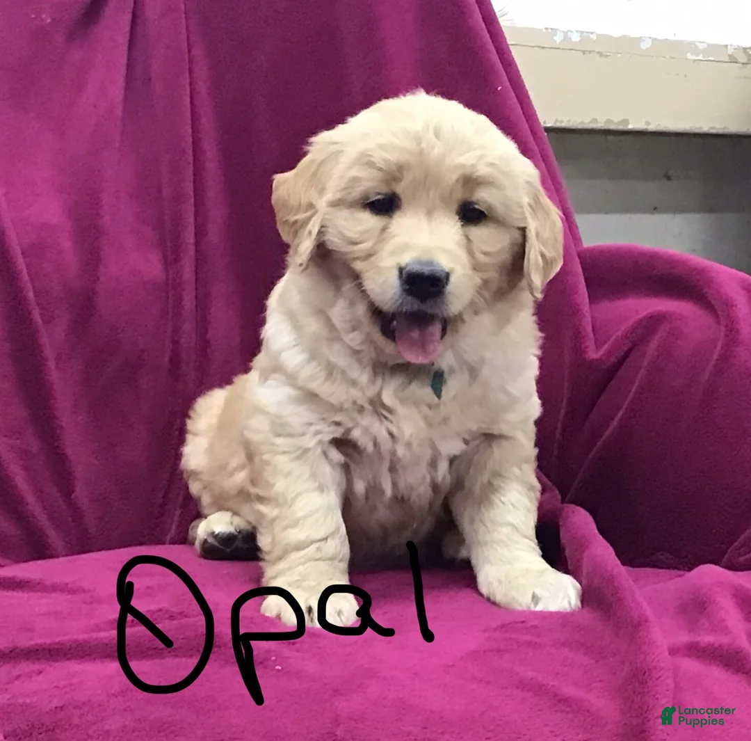 Golden Retriever dogs for sale: Golden Retriever Puppy 3 - Ad 1