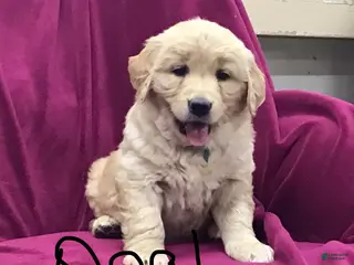 Golden Retriever dogs Golden Retriever Puppy 3 - Ad 1