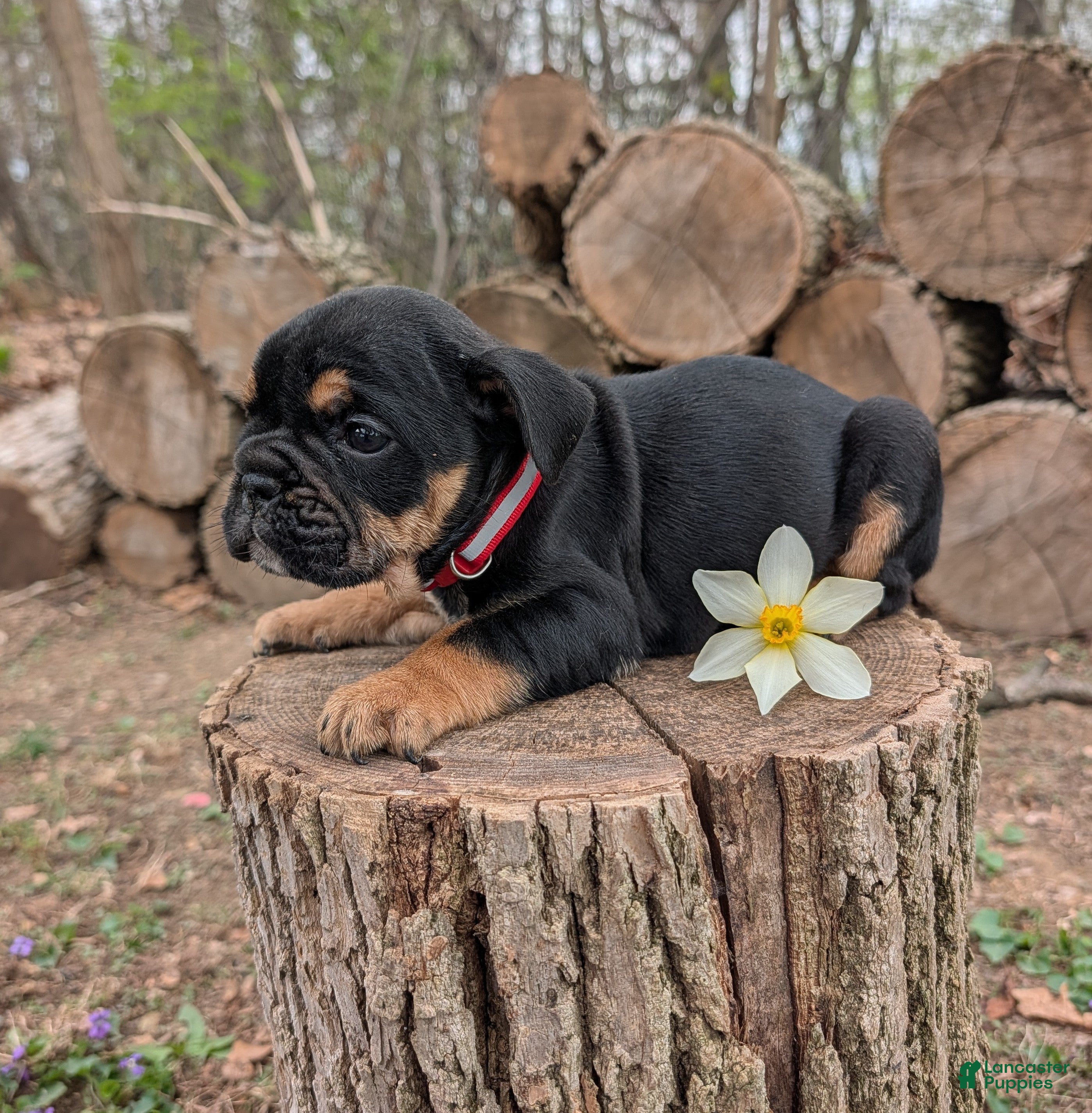 English Bulldog dogs Daphne - Ad 1