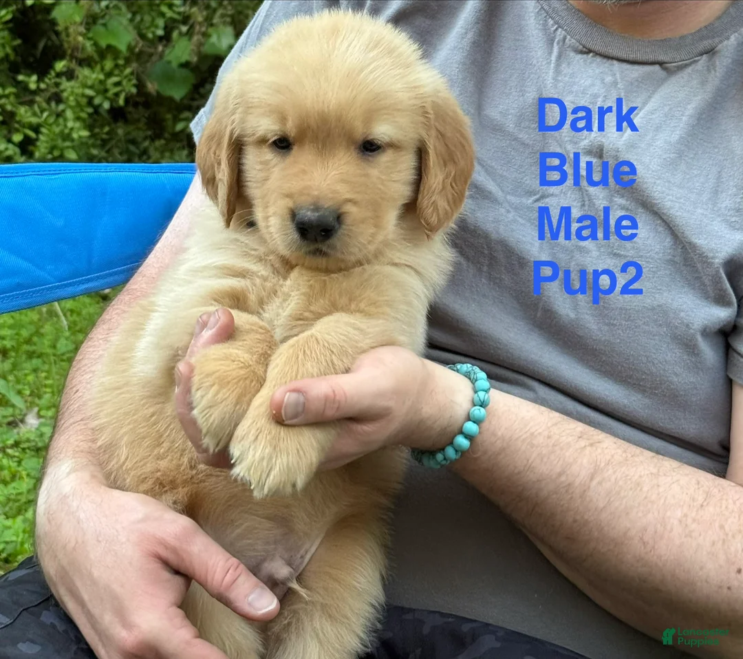 Golden Retriever dogs for sale: Dark Blue Boy - Ad 2