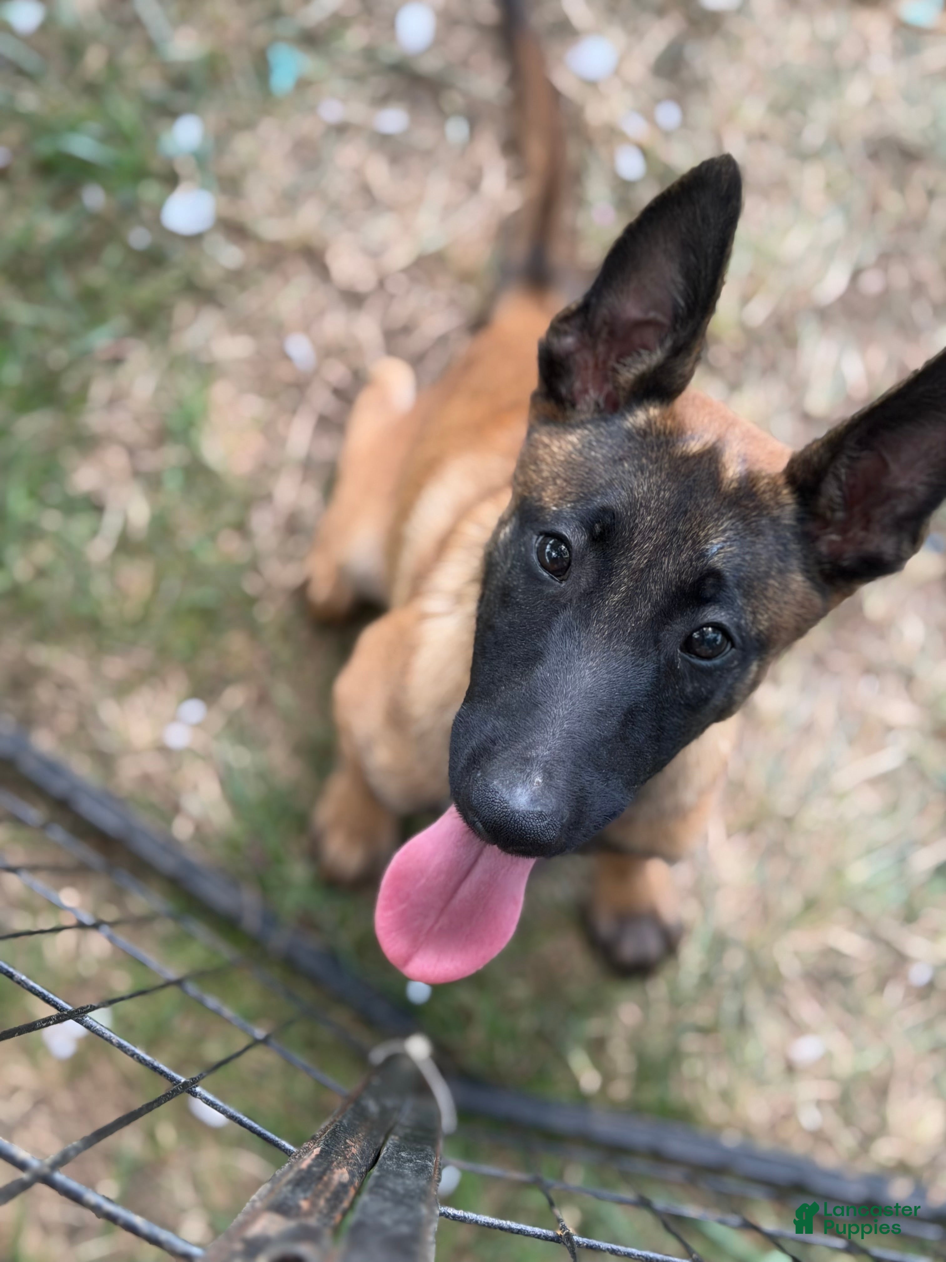 Belgian Malinois dogs Belgian Malinois 4 - Ad 2
