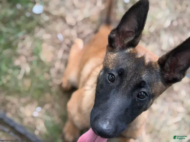 Belgian Malinois dogs for sale: Belgian Malinois 4 This is a Female !! - Ad 2