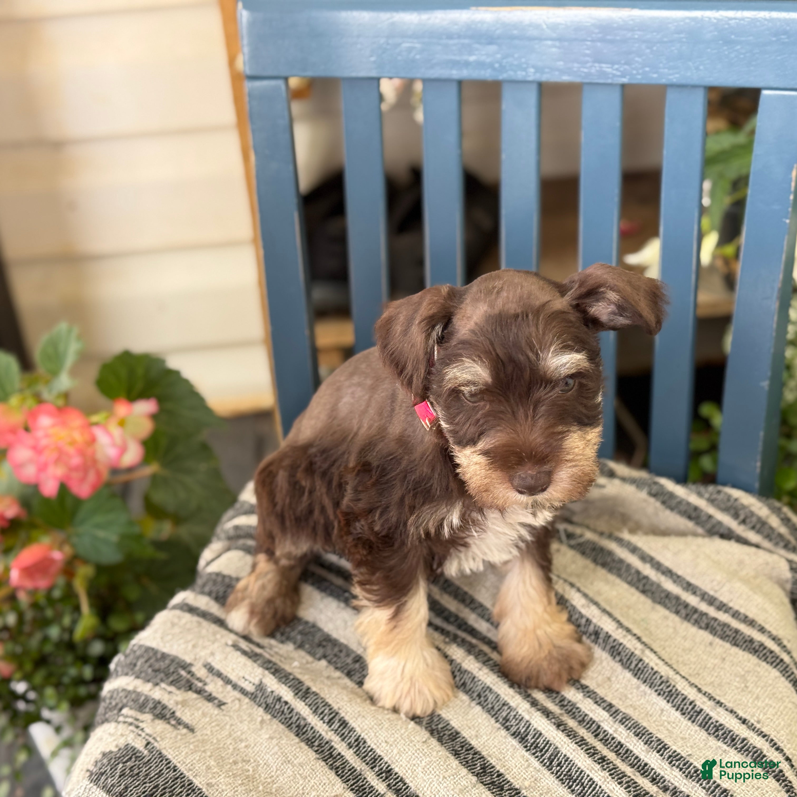 Miniature Schnauzer dogs Sophie - Ad 2