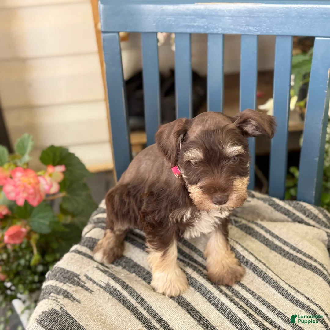 Miniature Schnauzer dogs for sale: Sophie - Ad 2