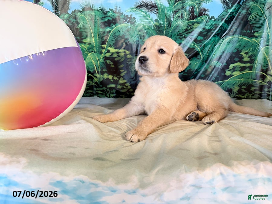 Golden Retriever dogs Cam - Ad 2