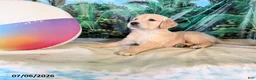 Golden Retriever dogs for sale: Cam - Ad 2