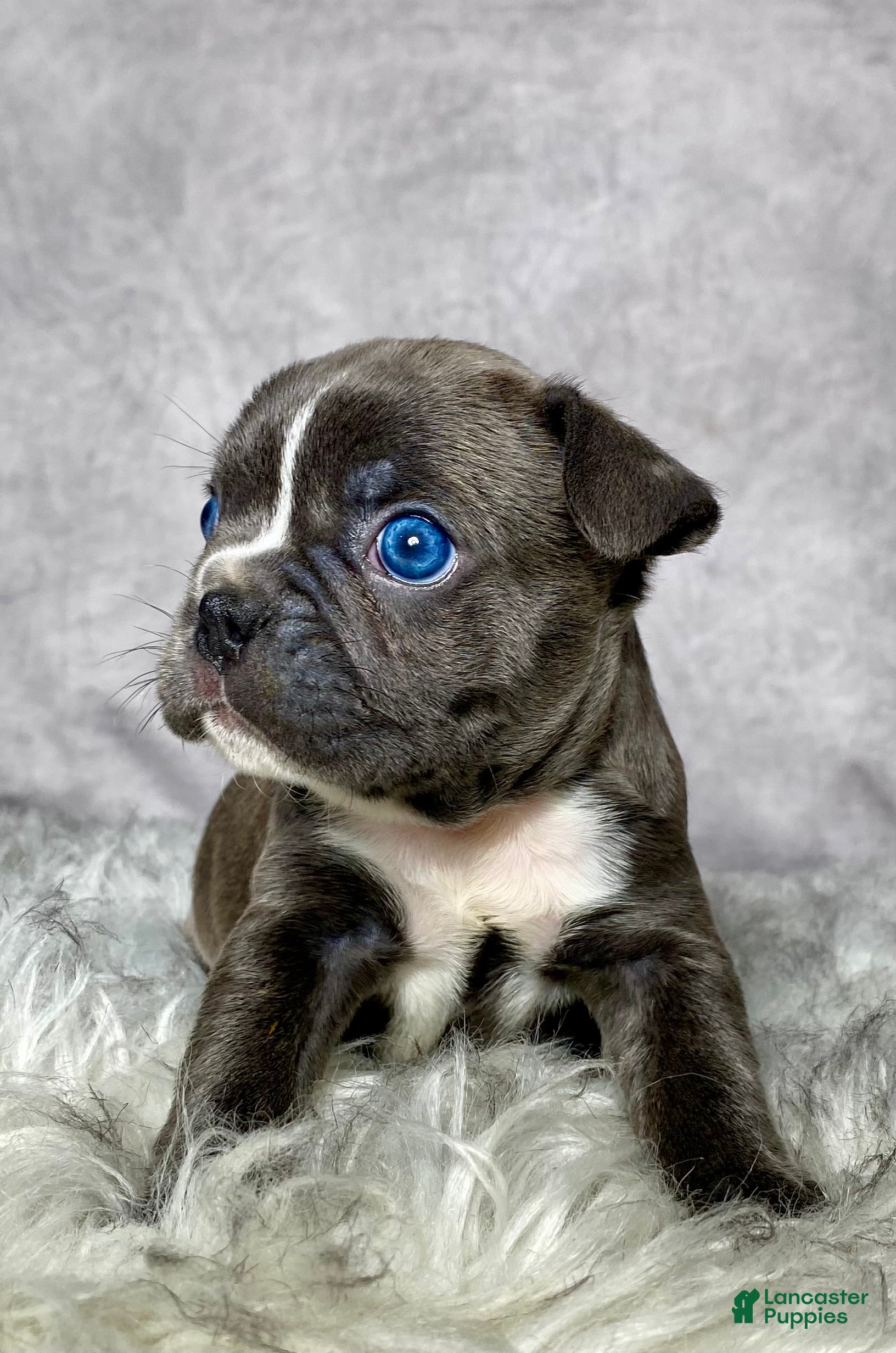 Frenchton dogs Mr. Finn - Ad 1