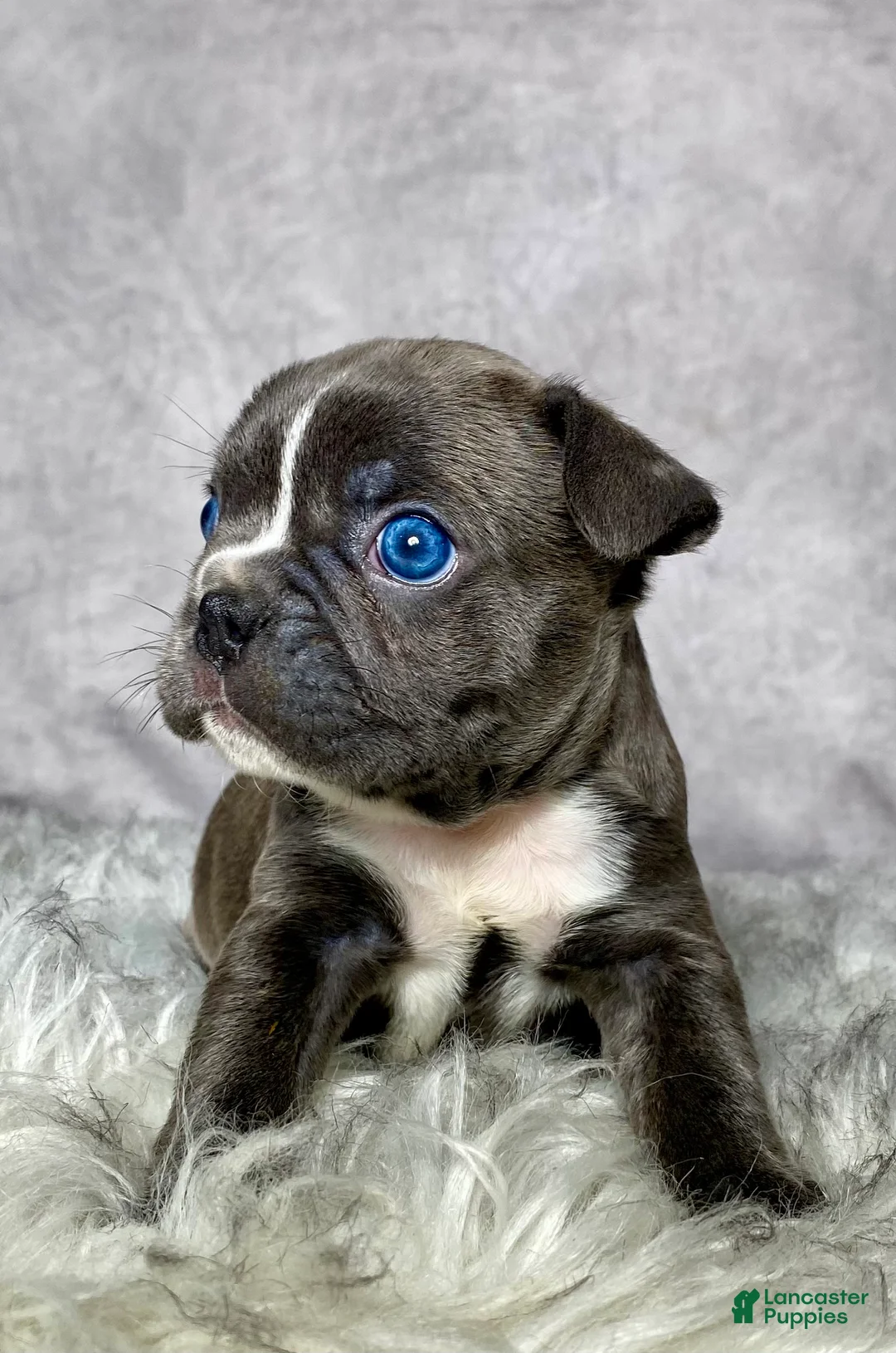 Frenchton dogs for sale: Mr. Finn - Ad 34