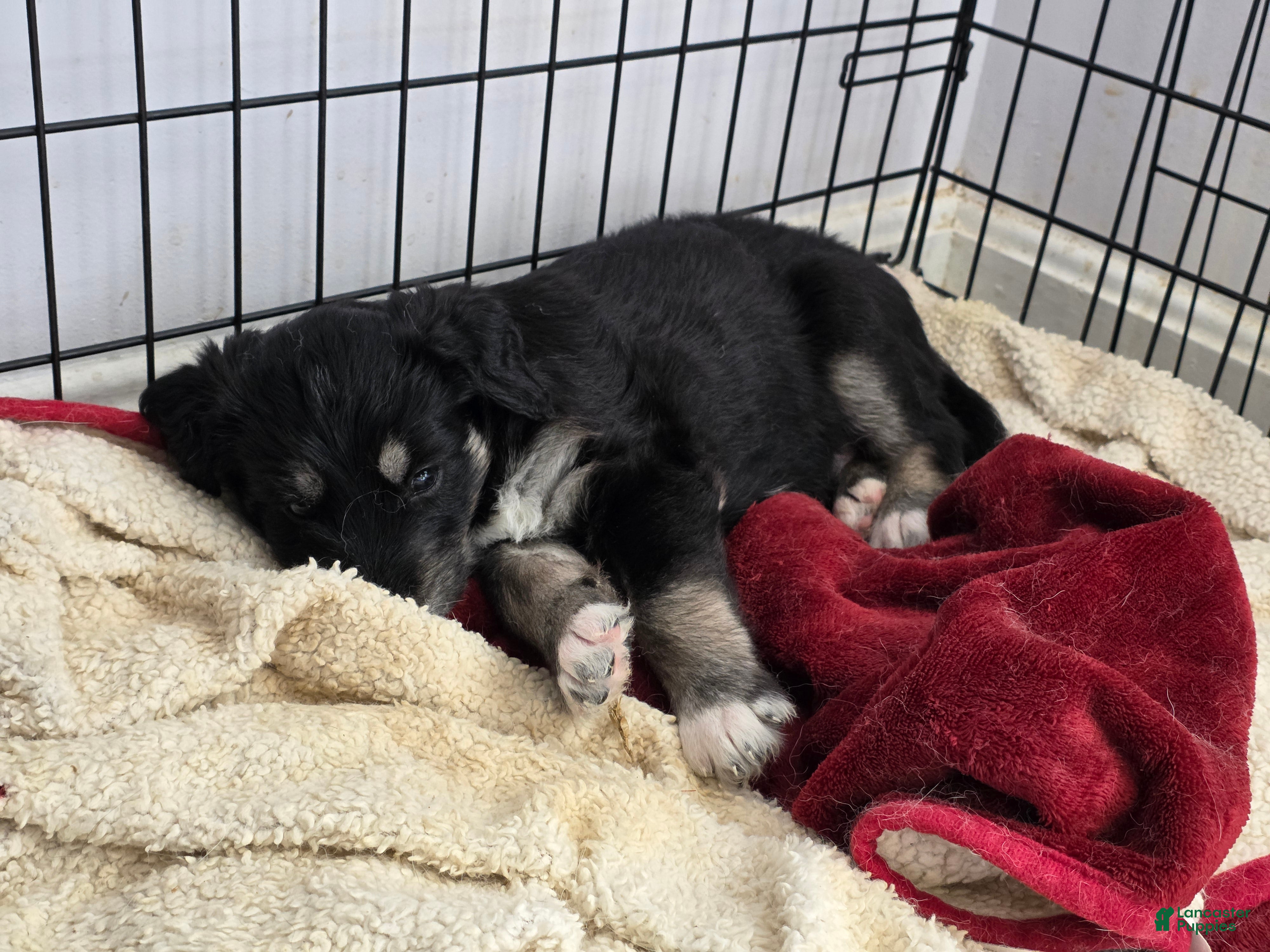 Huskipoo dogs Gaston - Ad 2