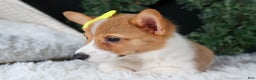 Welsh Corgi Pembroke dogs for sale: Izzy - Ad 17