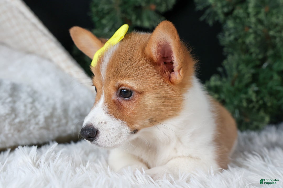 Welsh Corgi Pembroke dogs for sale: Izzy - Ad 17