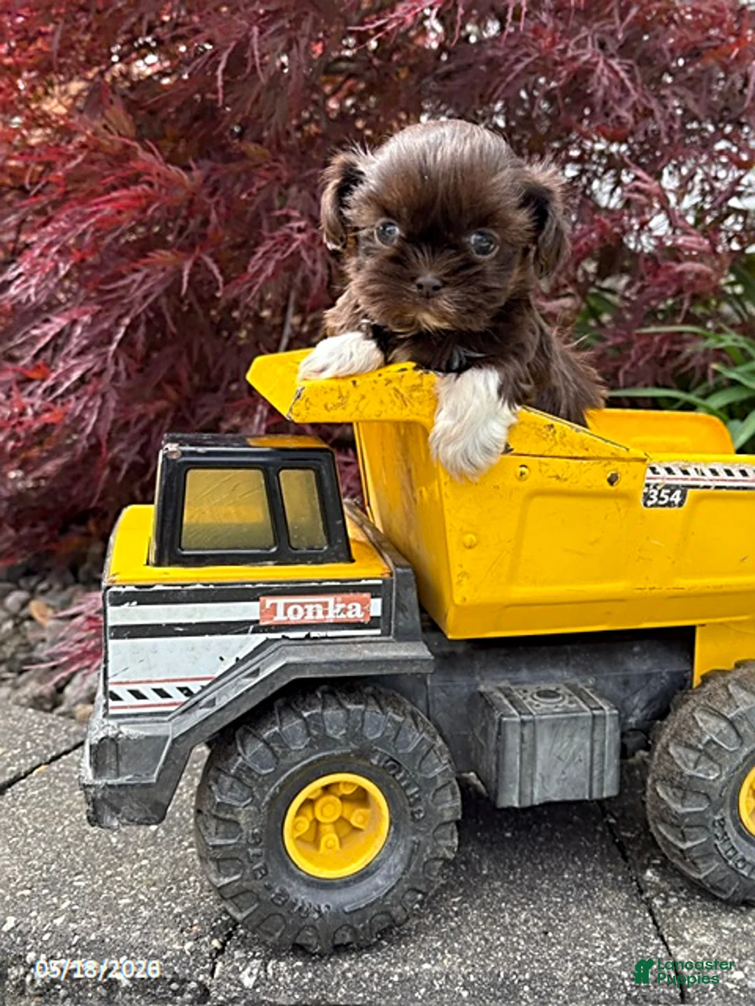 Shih Tzu dogs for sale: Harvey - Ad 2