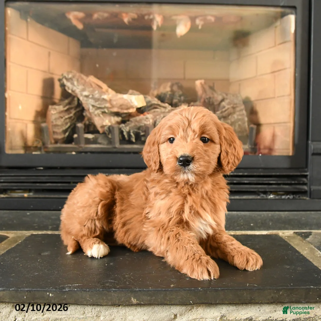 Mini Goldendoodle dogs for sale: Tigger - Ad 2