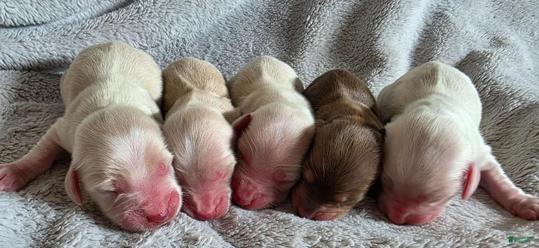 Dachshund dogs for sale: Baby girl purple heart - Ad 2