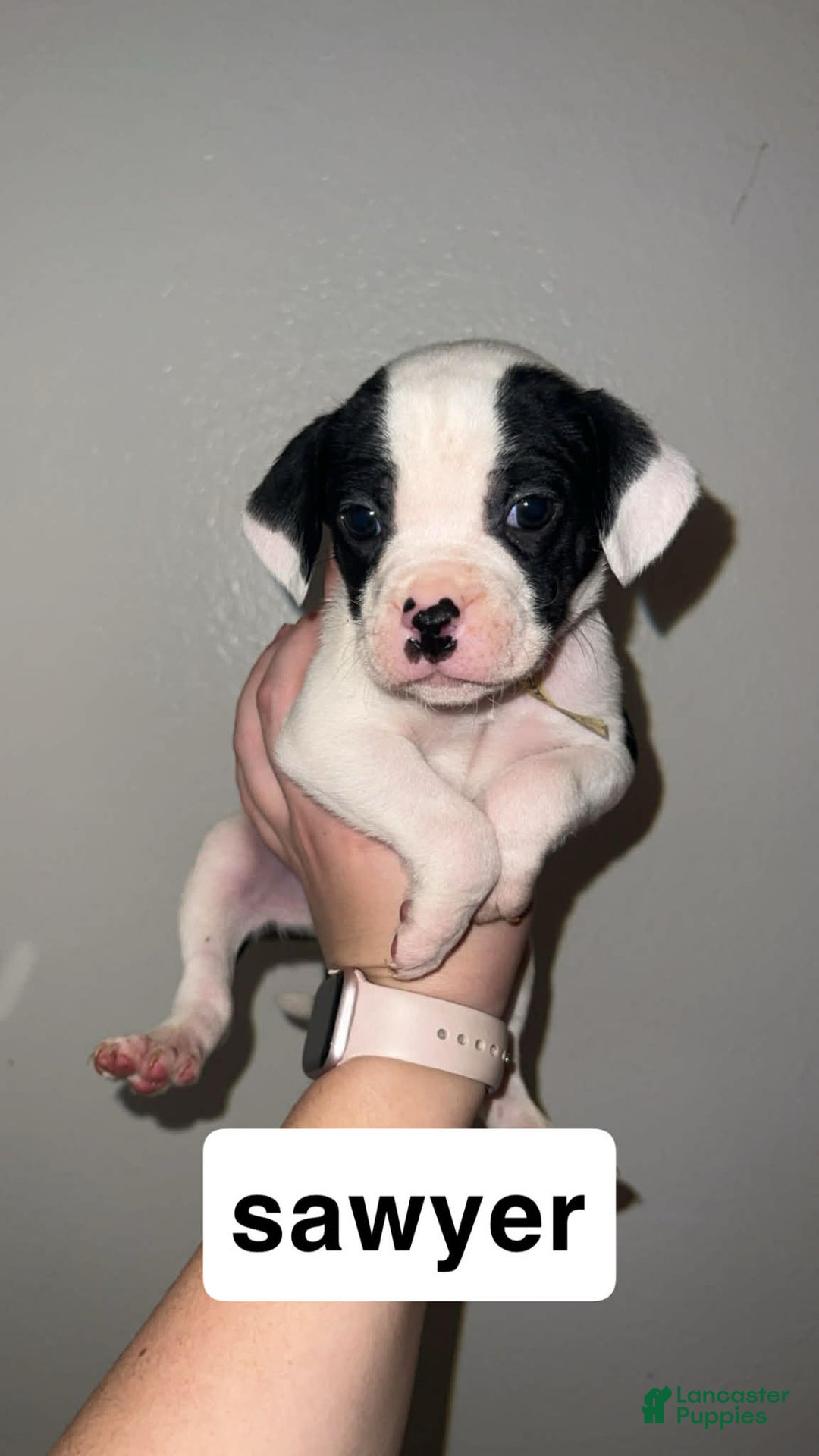 Mixed Breed dogs for sale: Mixed Breed Puppy 4 - Ad 9