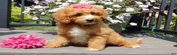 Mini Goldendoodle dogs for sale: Sasha - Ad 6