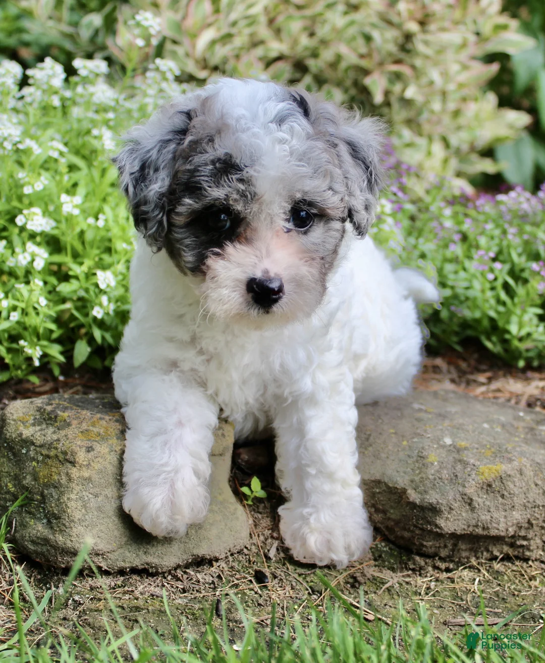 Bichpoo dogs for sale: Luke - Ad 2