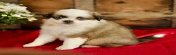 Mixed Breed dogs for sale: Brook - Ad 1