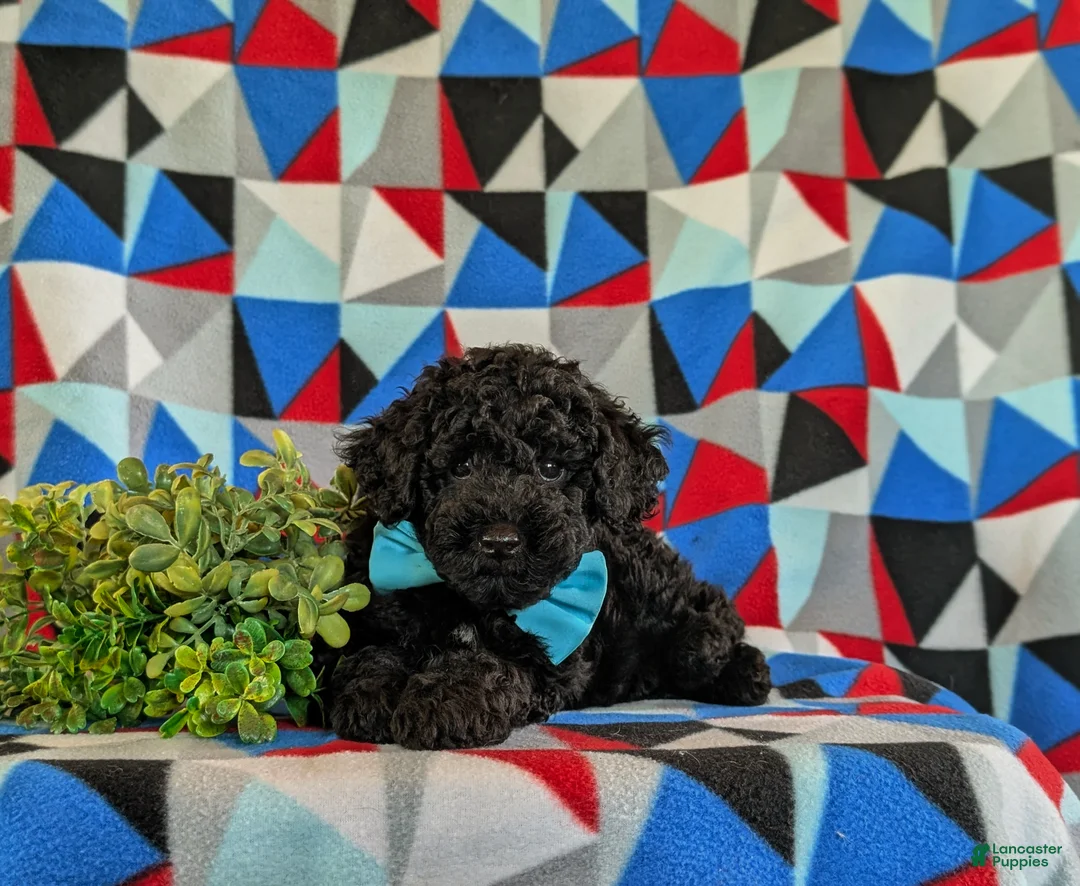 Miniature Poodle dogs for sale: Daeg - Ad 6