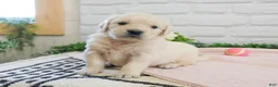 Golden Retriever dogs for sale: Arizona  - Ad 5