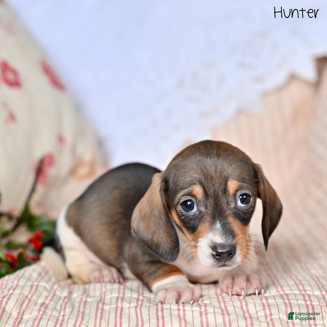 Miniature Dachshund dogs for sale: Hunter - Ad 5