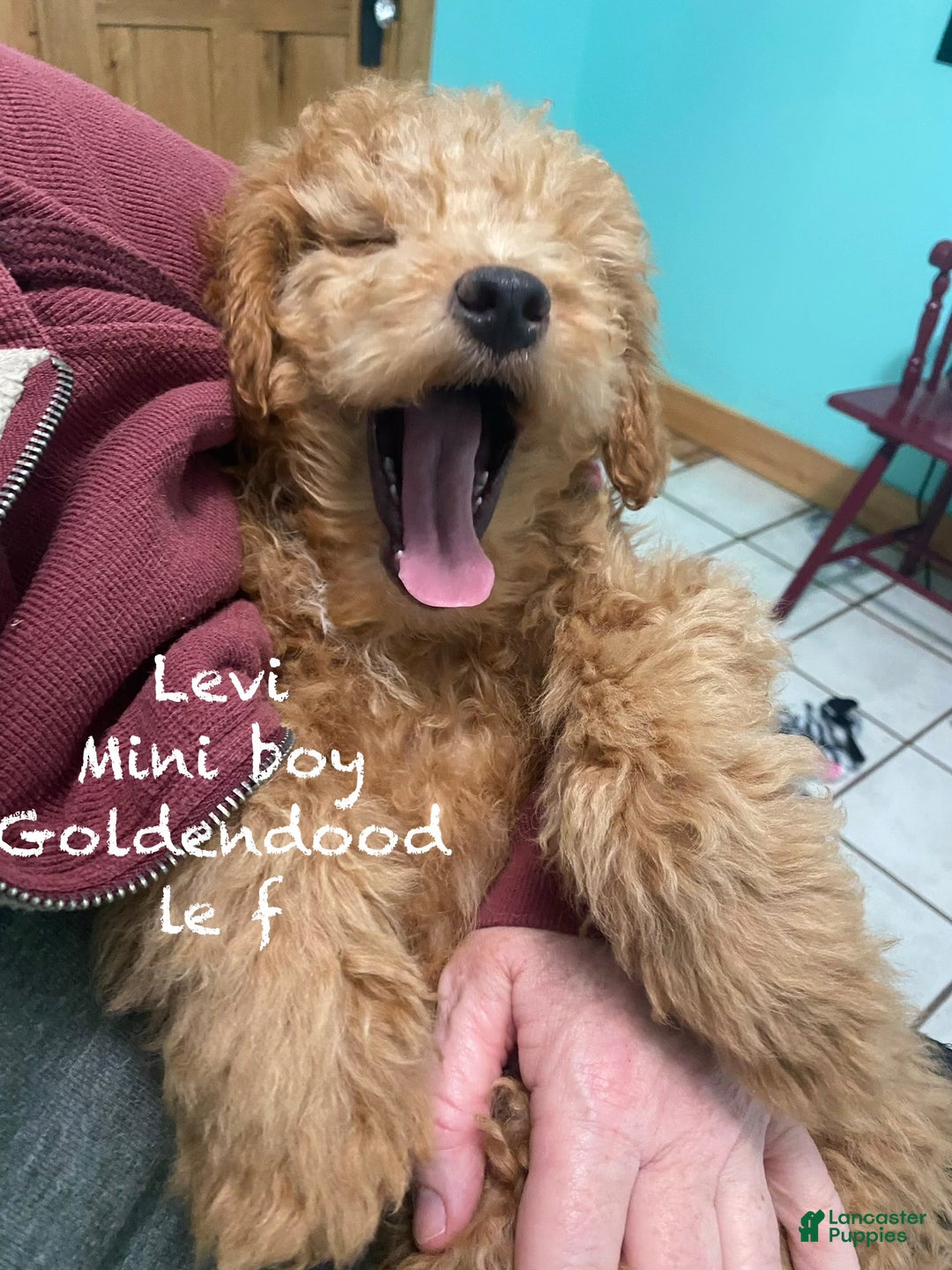 Mini Goldendoodle dogs for sale: Mini Goldendoodle Puppy Levi  - Ad 1
