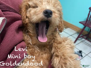Mini Goldendoodle dogs Mini Goldendoodle Puppy Levi - Ad 18