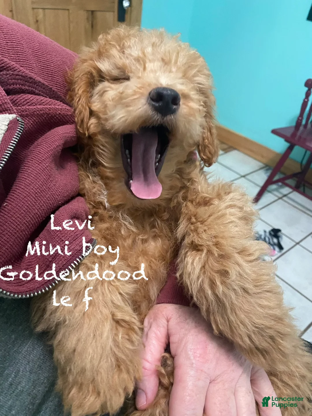 Mini Goldendoodle dogs for sale: Mini Goldendoodle Puppy Levi  - Ad 1