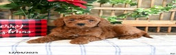 Mini Goldendoodle dogs for sale: Wade - Ad 4