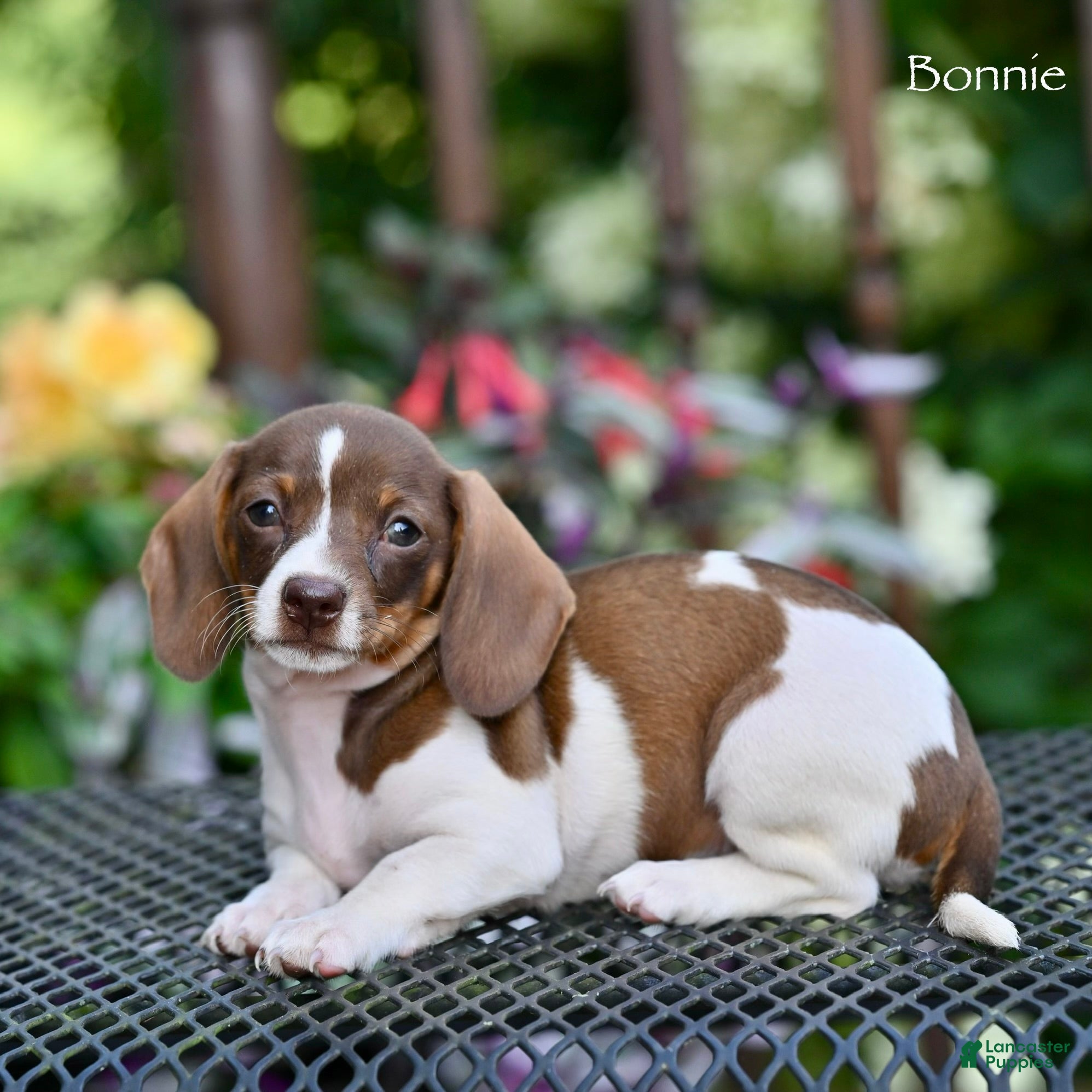 Miniature Dachshund dogs Bonnie - Ad 1
