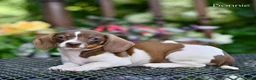 Miniature Dachshund dogs for sale: Bonnie - Ad 1