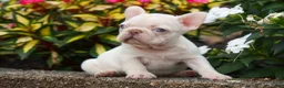 French Bulldog dogs for sale:  Rosa💖 - Ad 7