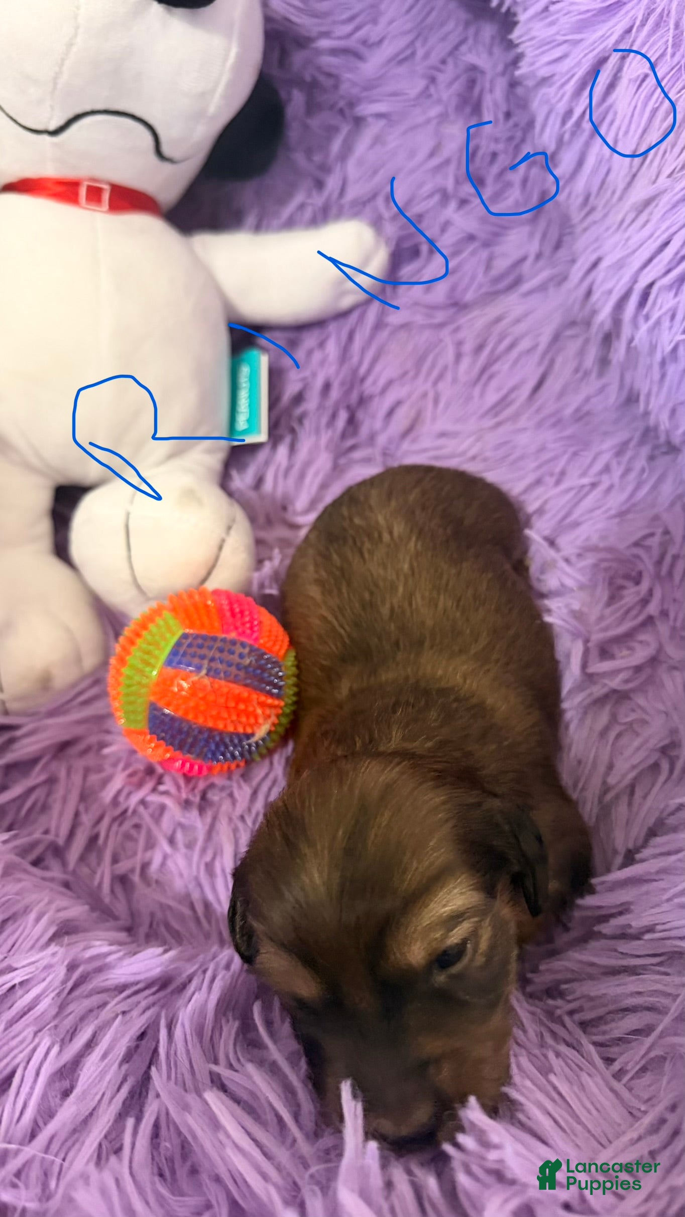 Dachshund dogs Dachshund 1 - Ad 2