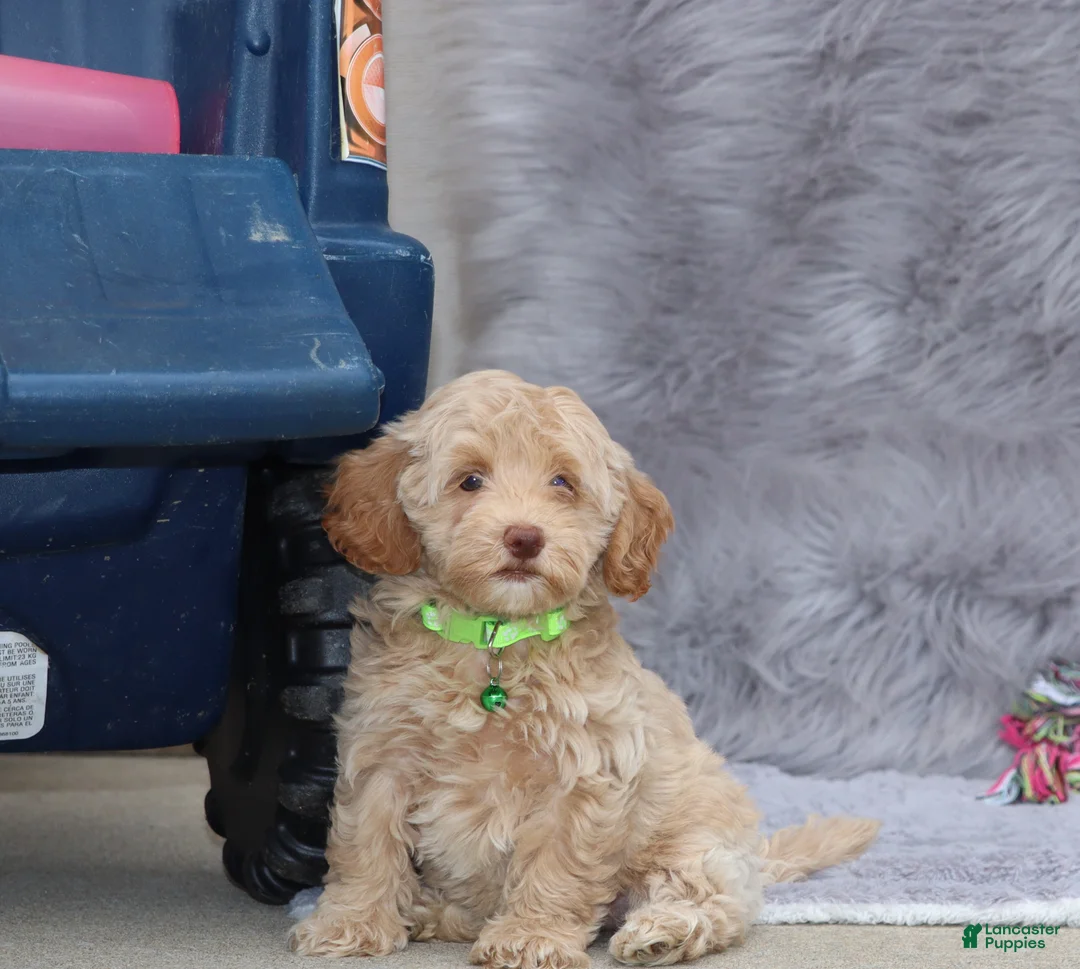 Havapoo dogs for sale: Addie 👨‍👨‍👦‍👦💞🐕Miniature - Ad 6