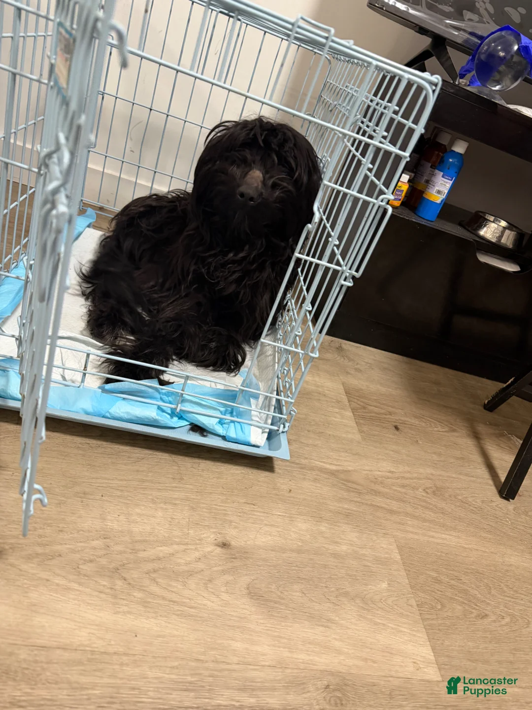 Labradoodle dogs for sale: Mellow - Ad 1