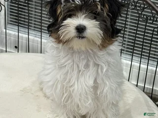 Yorkshire Terrier dogs Dottie - Ad 31