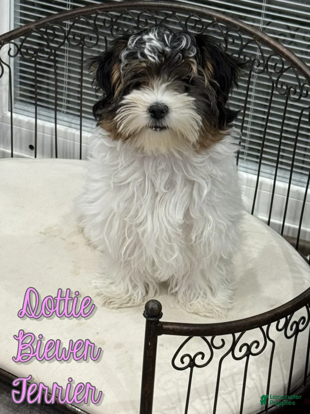 Biewer Terrier dogs for sale: Dottie - Ad 1