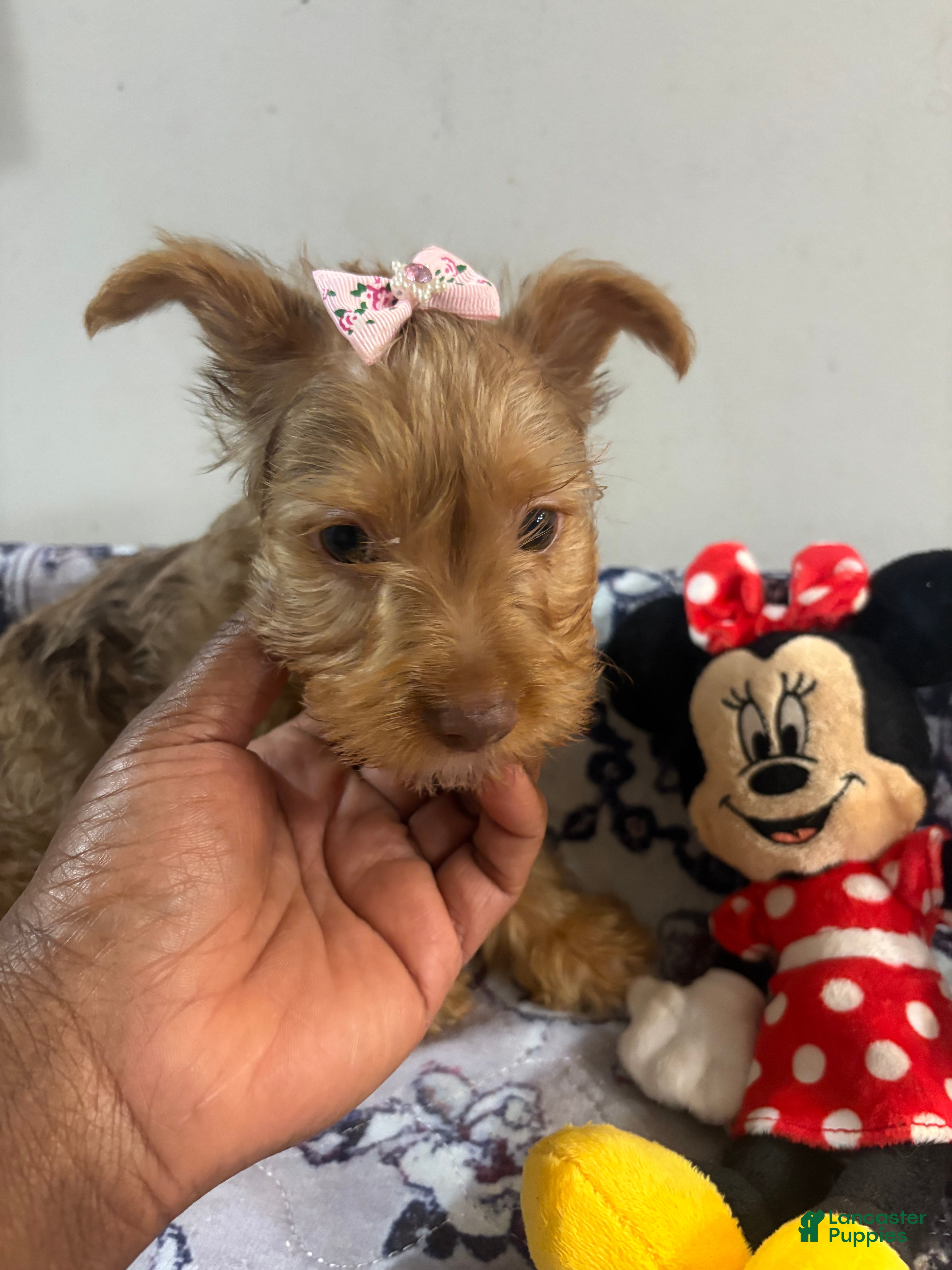 Yorkshire Terrier dogs Summer  - Ad 2
