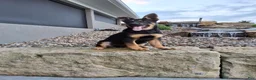 German Shepherd dogs for sale: Karl - Ad 14
