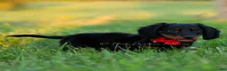 Miniature Dachshund dogs for sale: neo - Ad 3